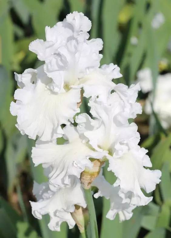 鸢尾花的花语白色图片