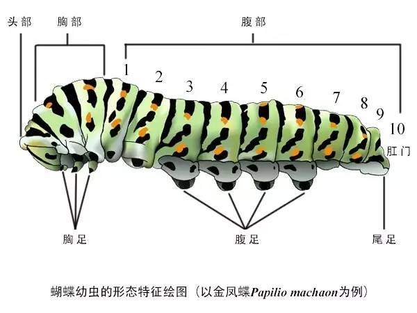 蝴蝶的一生 之 千奇百怪的幼虫