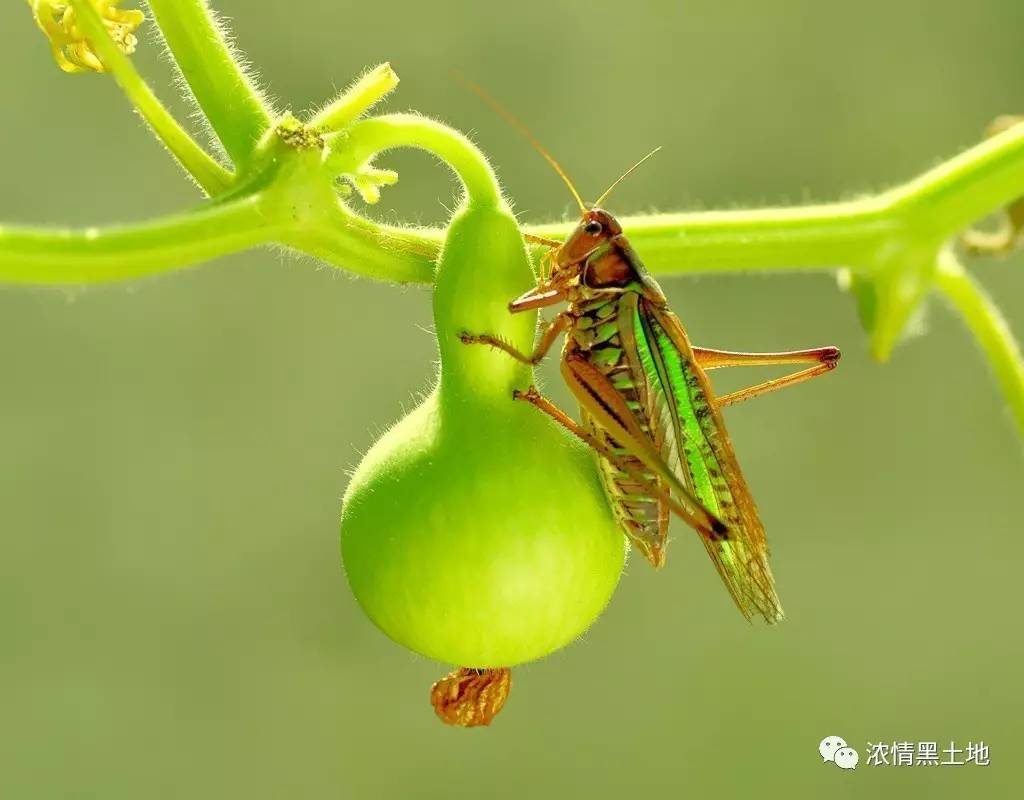 孩子们的蝈蝈笼五花八门,瓶子,纸盒以及塑料袋都可以成为蝈蝈的新家