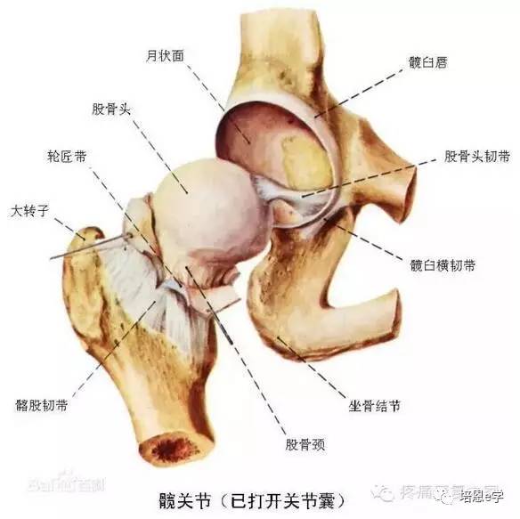 大腿骨头结构图图片