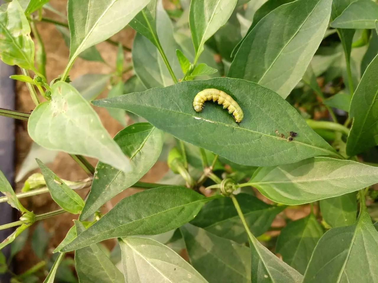 艾马士抗性青虫有我没你