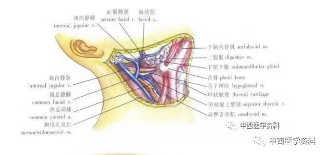 深部:下頜舌骨肌,舌骨舌肌和咽上縮肌等構成.