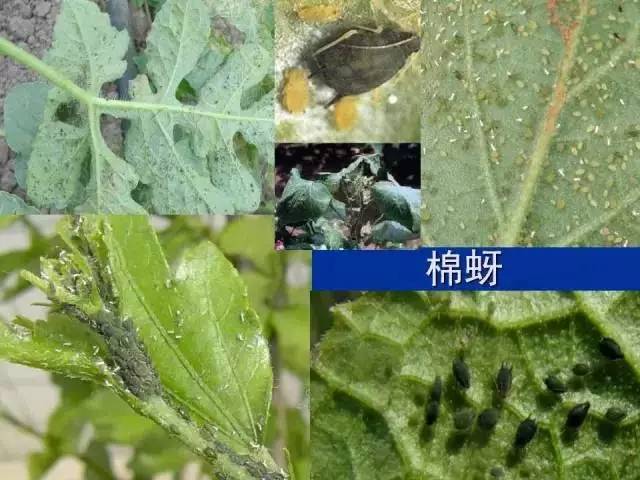 史上最全蟲害資料咀嚼式口器害蟲刺吸式口器害蟲