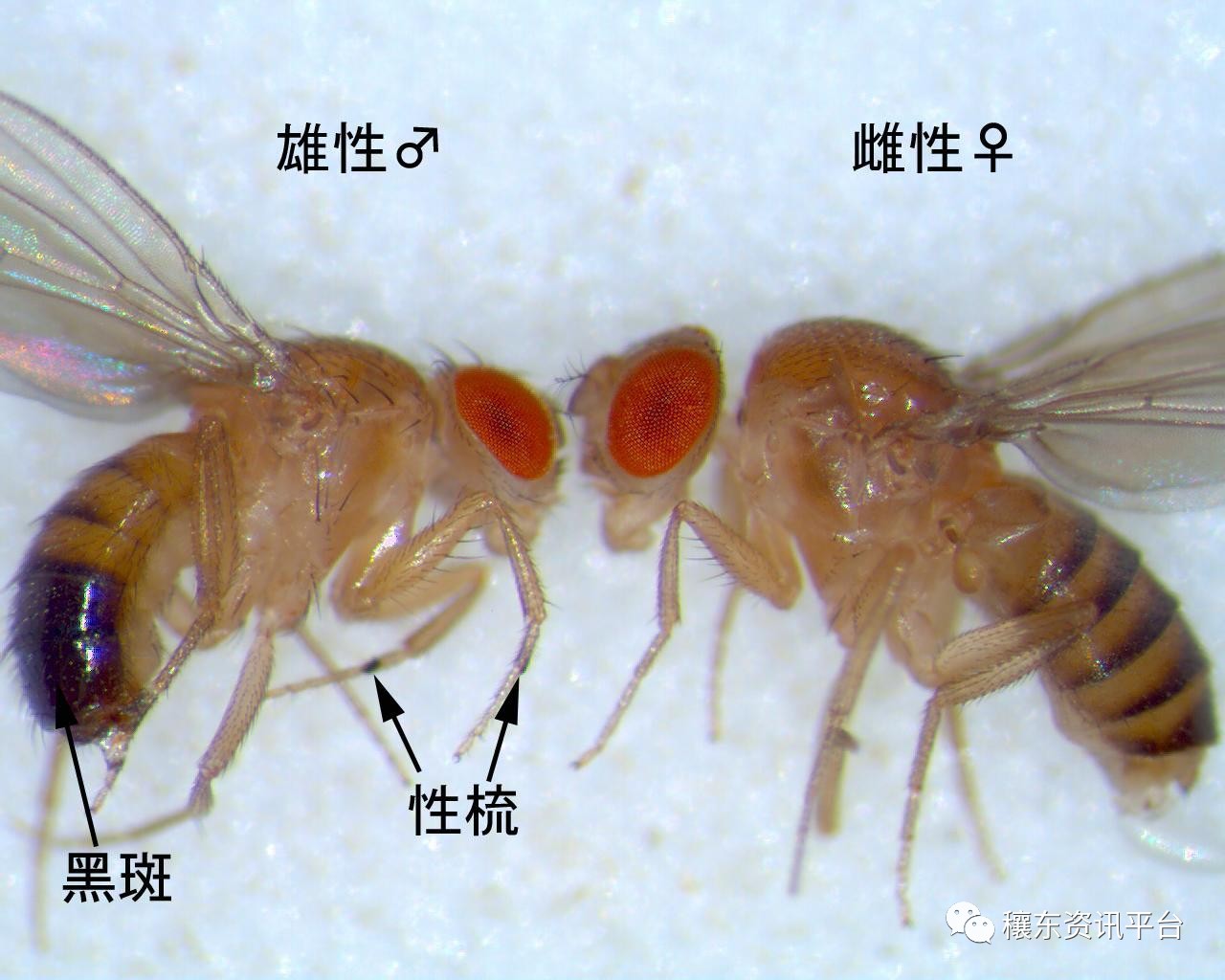 惊呆了夏季吃瓜小伙伴;选瓜要注意,其实和你想象的不一样,这只是"果蝇