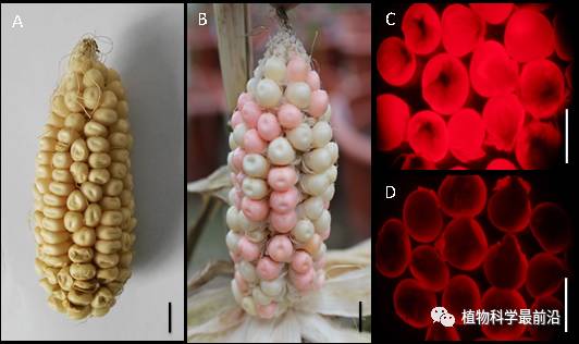 北京科技大學萬向元團隊在作物第三代雜交育種技術-玉米多控不育技術