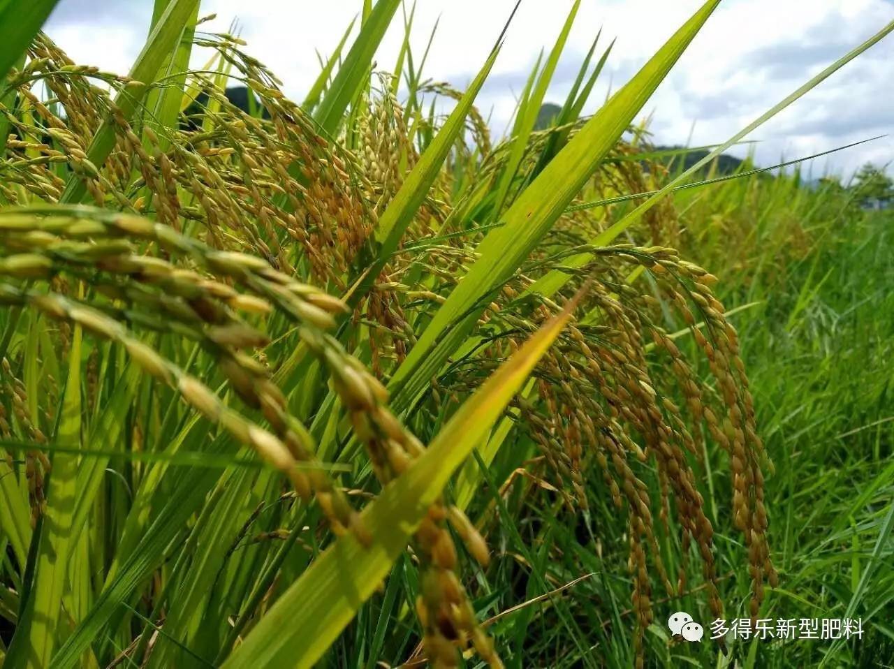 2017年7月6日,賓陽鄒圩鎮白達村周大姐