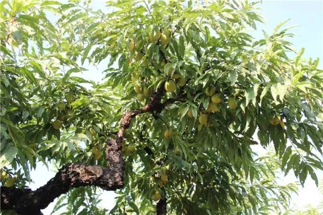 水墨桃花結碩果最憶翁源仙桃味親涼一夏情暖夕陽翁源九仙桃採摘活動將