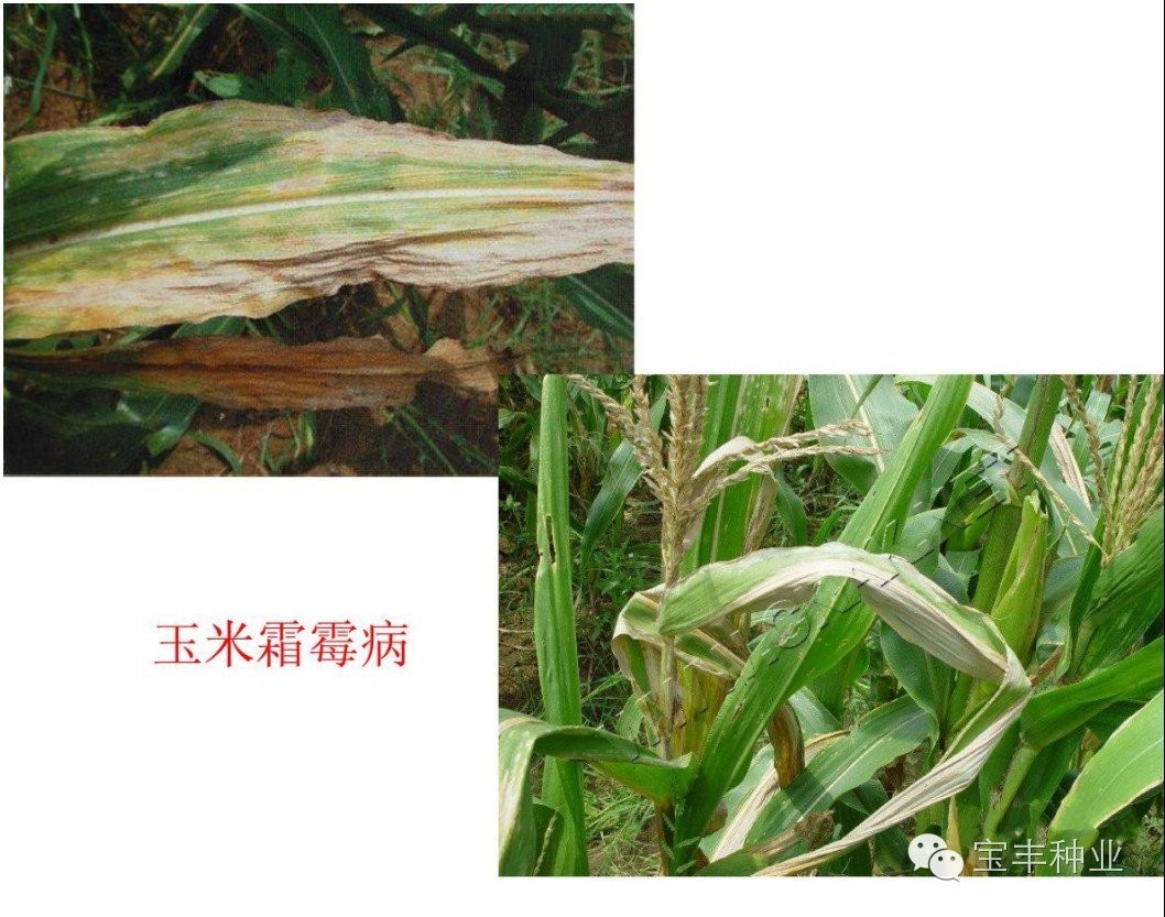 中国玉米病虫害大全(病害篇)
