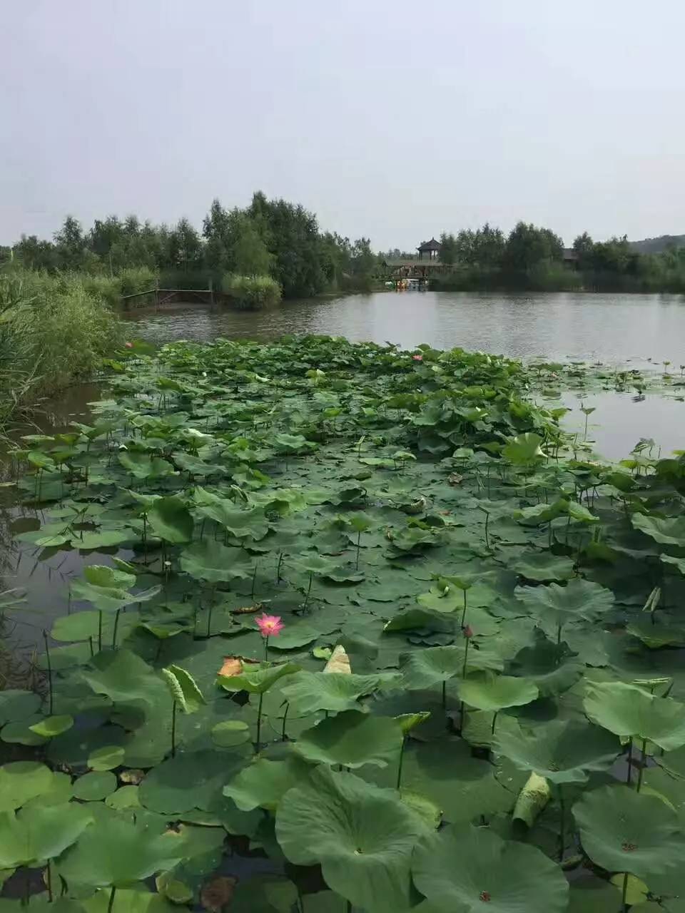 瓦房店元台镇大沙河图片