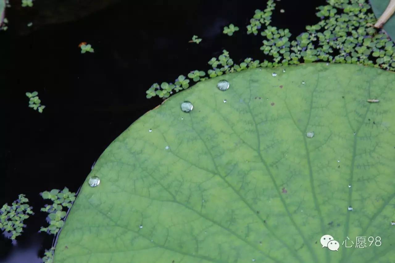 重生之萍水相逢(萍水相逢之美阅读理解答案)