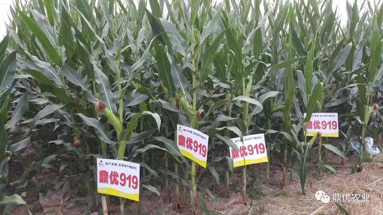鼎优919玉米品种简介图片
