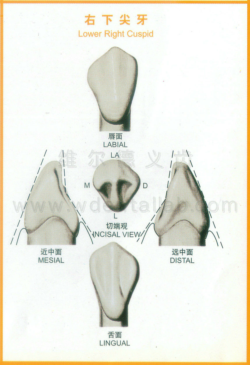 上颌尖牙的解剖标志图片