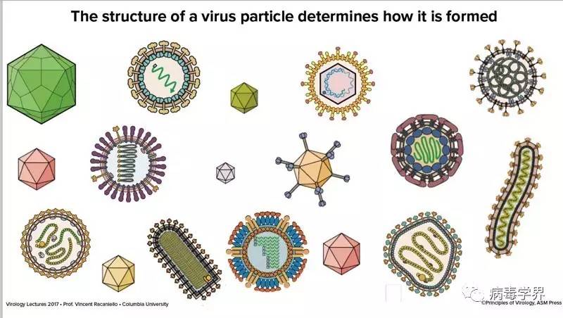 病毒学公开课系列之十一assembly