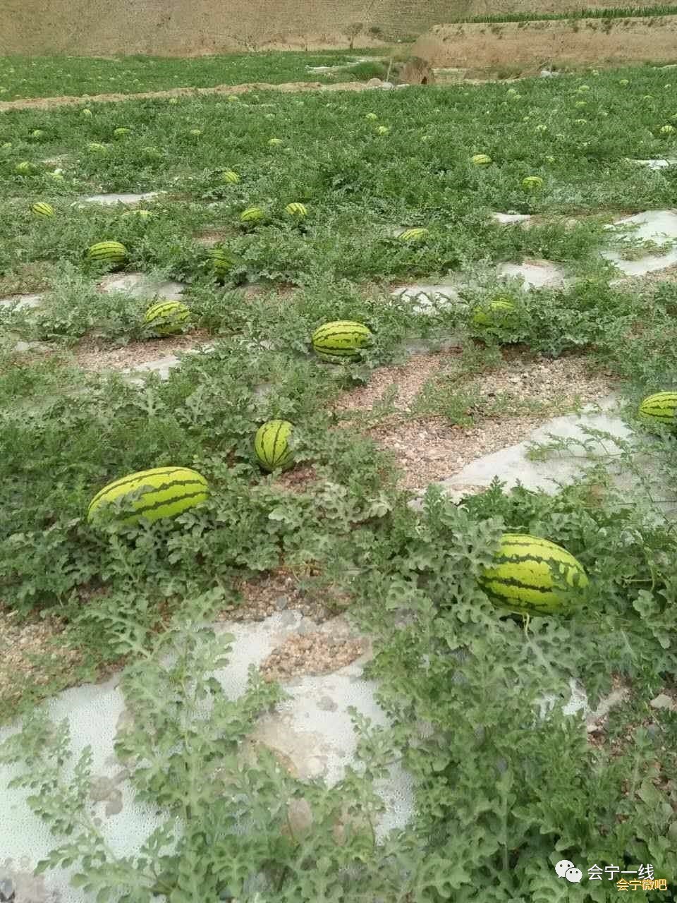 甘肃省会宁县扎子塬村上岔社旱沙地西瓜大家关注