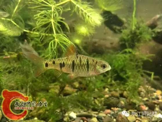 條紋小䰾照東北褐吻的藍下巴雞鳴吻雞鳴吻三峽吻三峽吻三峽吻三峽吻