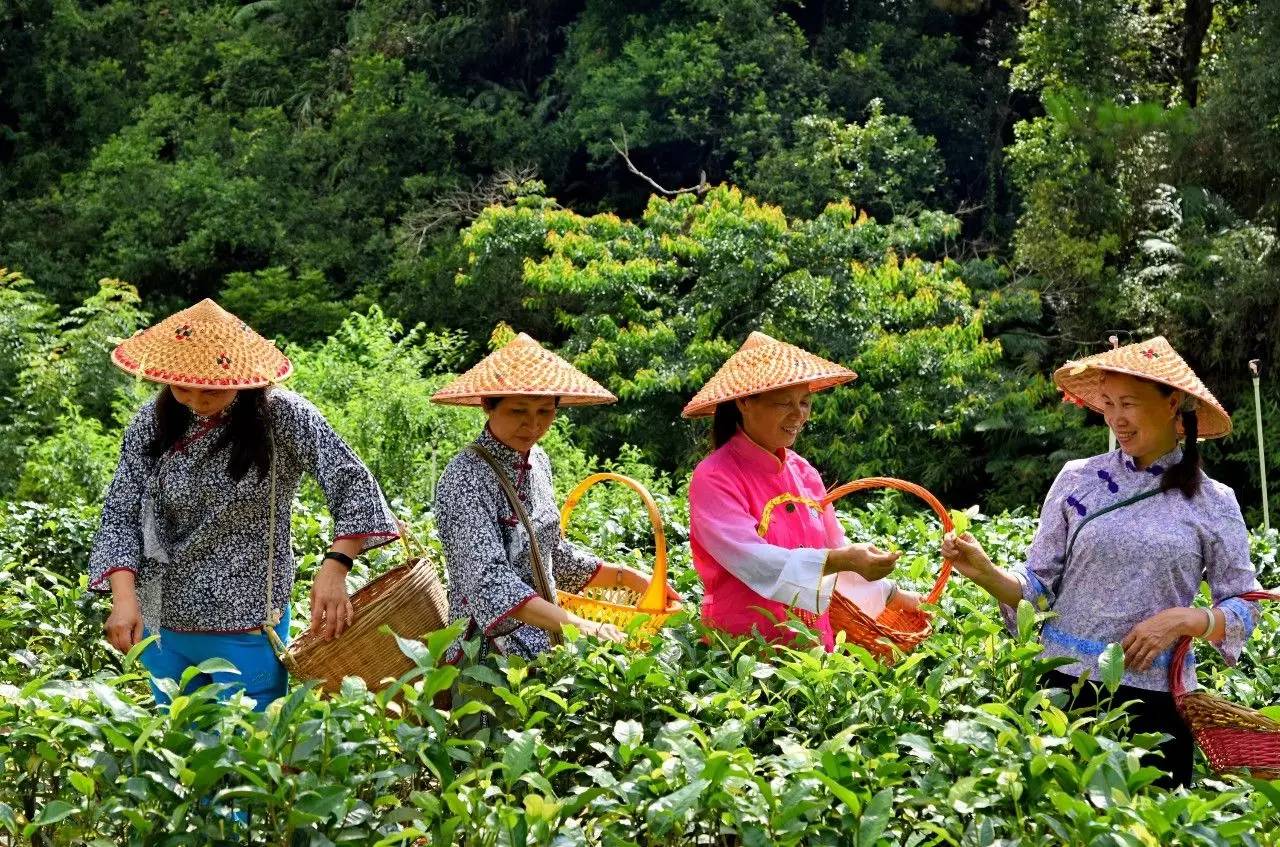 靚照大放送五桂山客家姑娘採茶你看過沒有