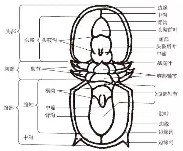三叶虫结构图图片