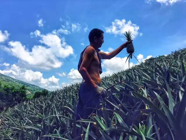 都软晒但能为广大的《美食江门》观众找到正宗的的神湾菠萝乜都值啦