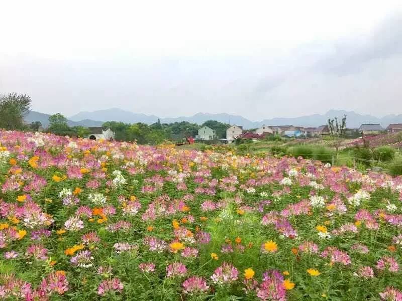 在荻浦村,最有名的就是"花海.