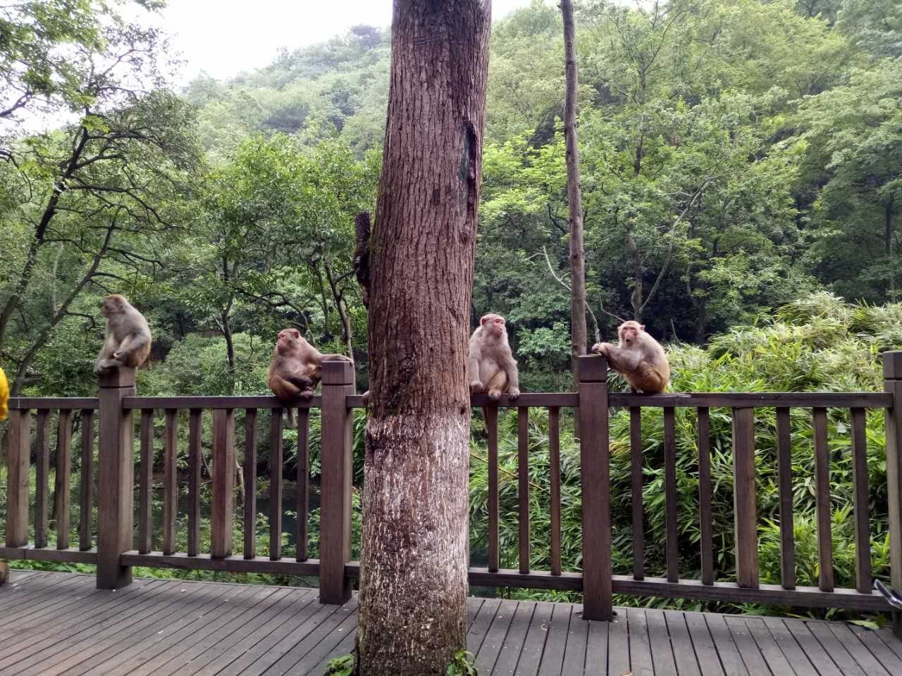 (頭)整個動物園的造型設計也非常漂亮變得更具觀賞效果了(這是小熊館