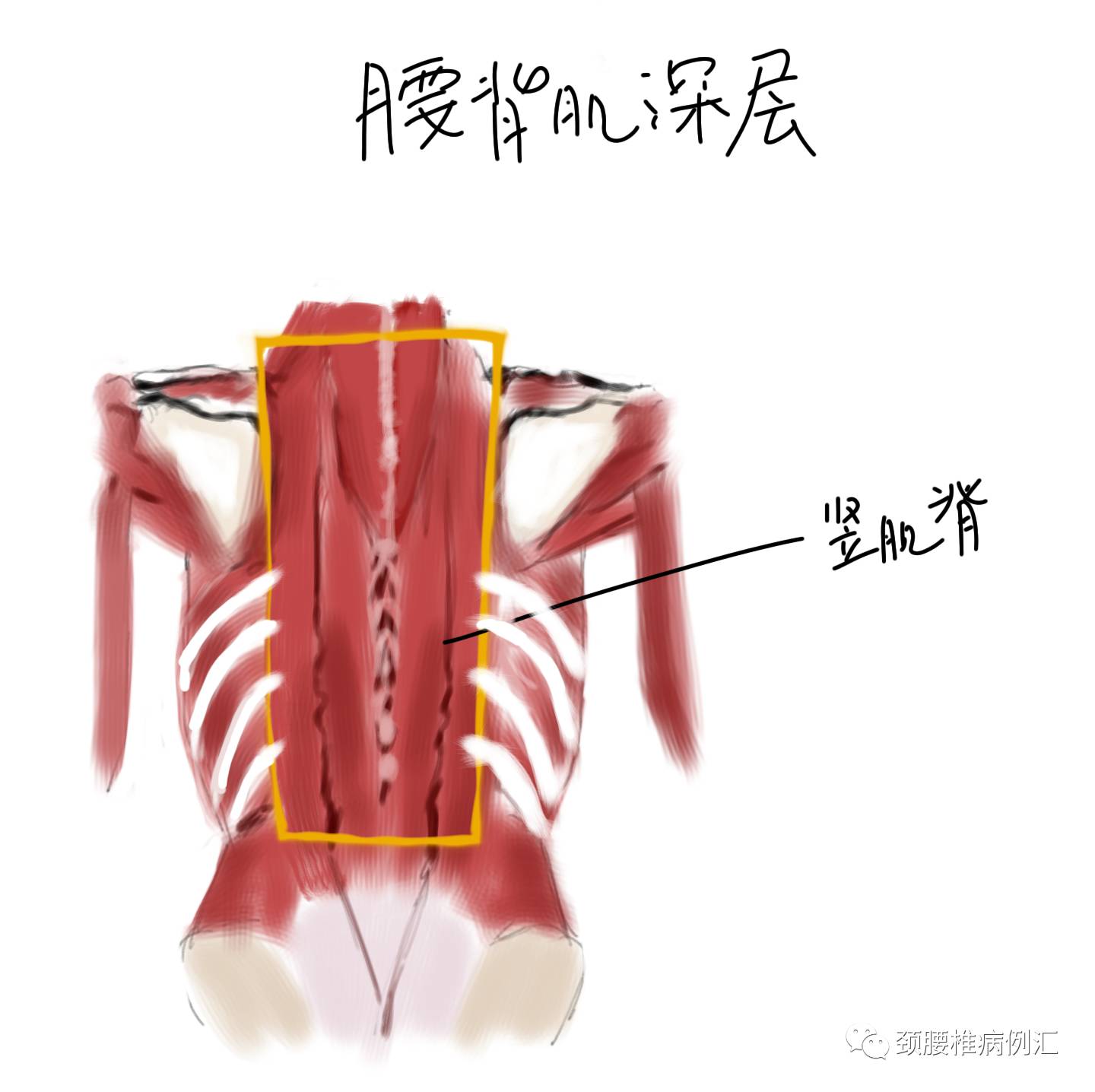 竖脊肌,当然在它的深部还有很多小肌肉,在这里就不一一介绍了