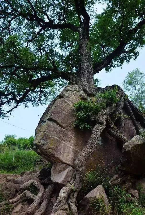 【魅力华亭】关山千年名树树抱石石抱树