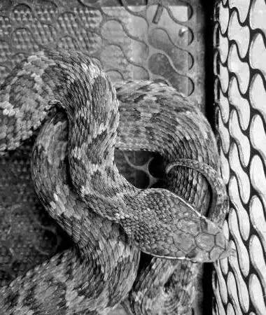 这条蛇整体呈黄灰色,背部有两行深棕色圆斑,约有成人拇指粗细