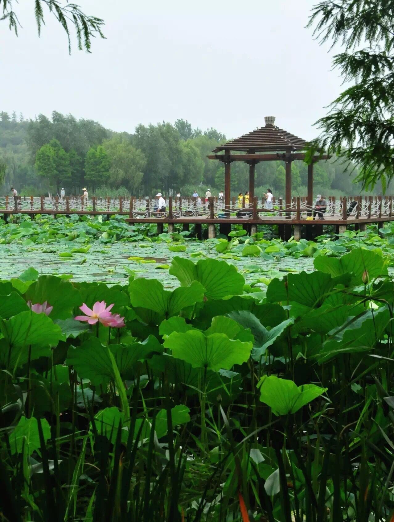 泗阳县旅游景点图片