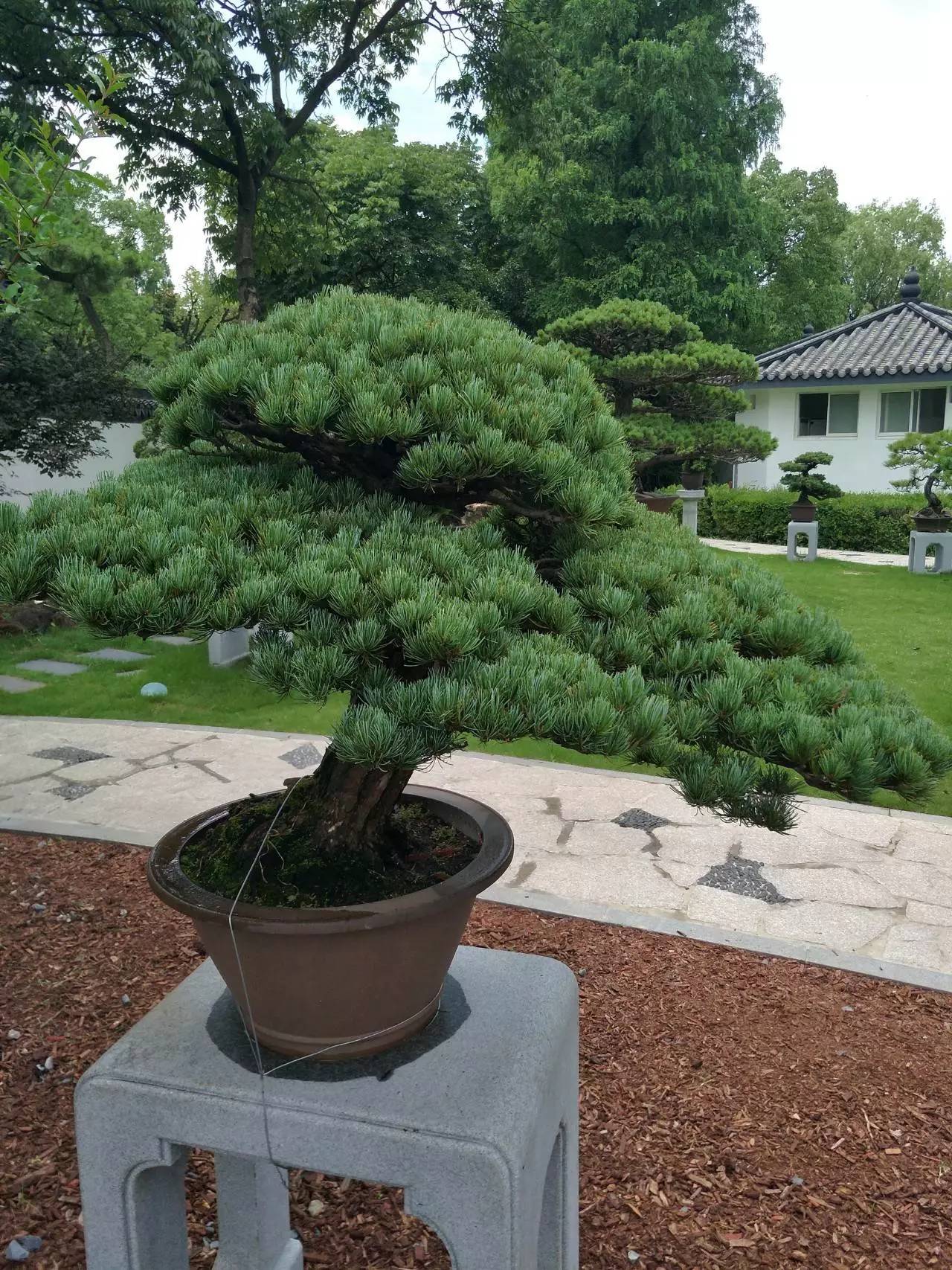 人民大会堂盆景图片图片