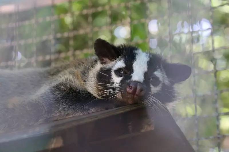 為了睡覺動物世界簡直就是各種高能啊