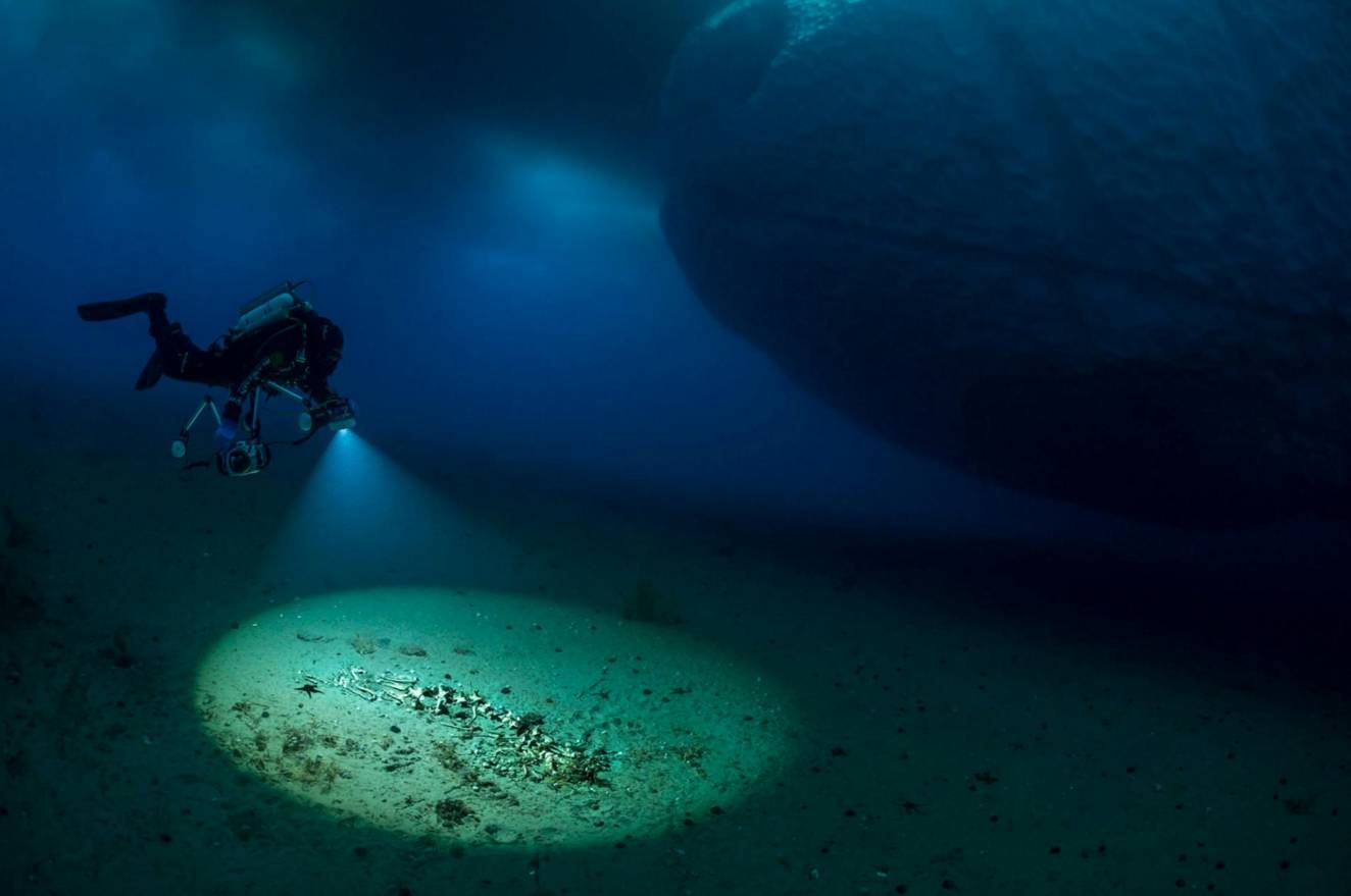 上的孔洞呼吸着冰面上的空气图8:这是生活在南极海底的16种章鱼之一