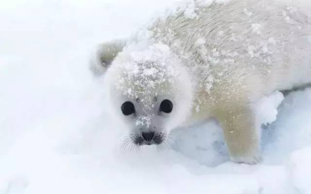 威猛的北極熊優雅的北極狐它們都是動物中高顏值的代表,各個靜如處子