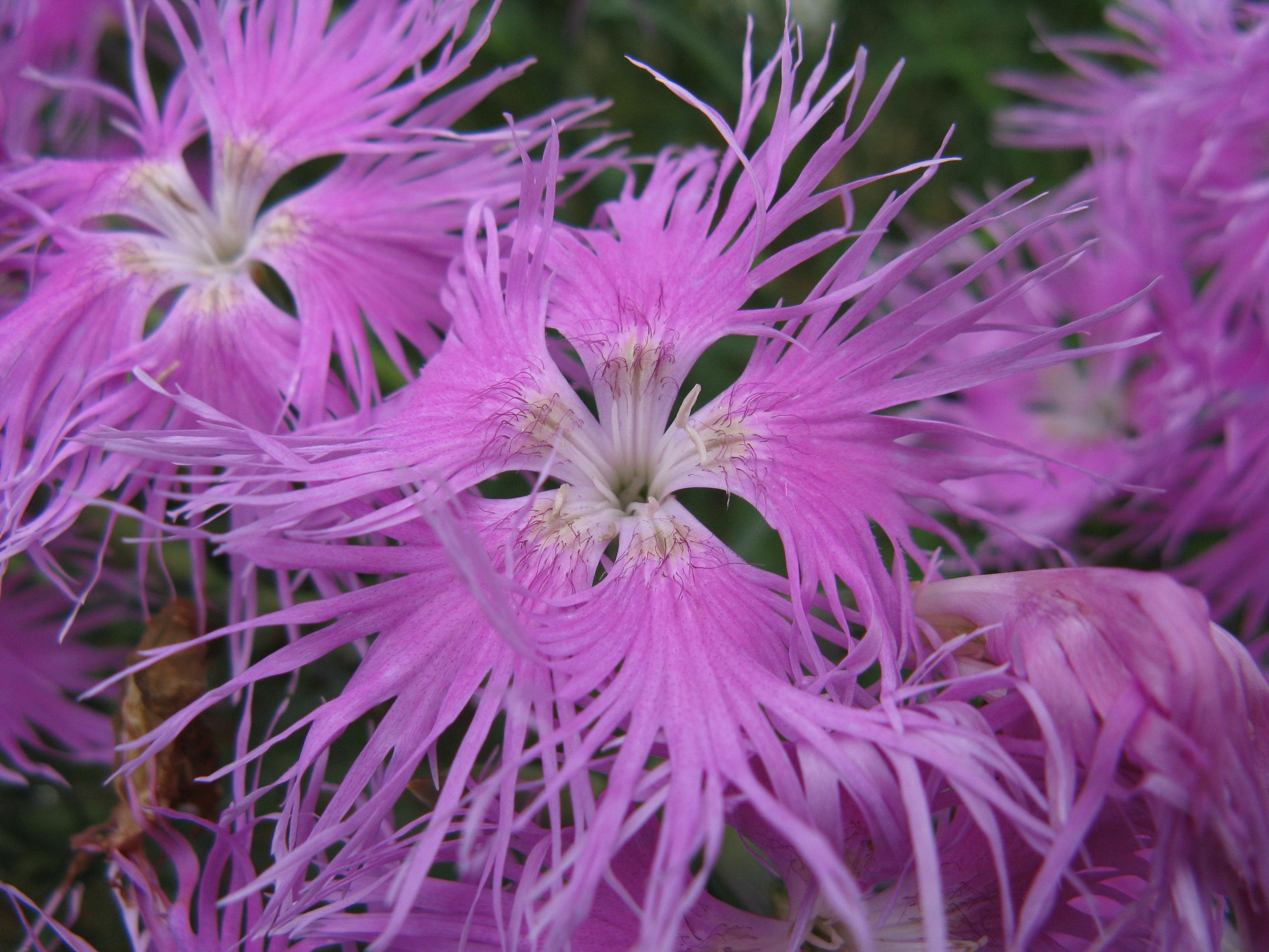 中藥有洛陽花之稱的瞿麥