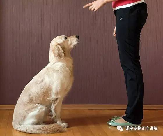 有效训练狗狗的远距离紧急坐下!