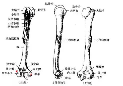 人体上肢骨骼名称图片