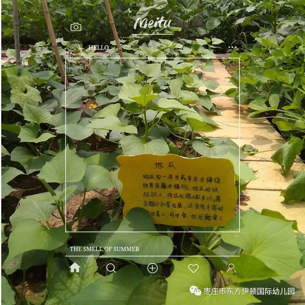 東方伊頓幼兒園的——種植園