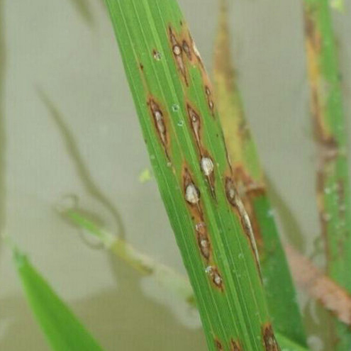 本品具有內吸治療作用,可抑制病菌細胞膜的形成,減少孢子囊形成和遊動