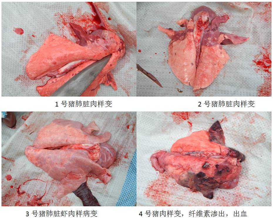 猪蓝耳病解剖图图片