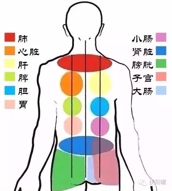 背部乳腺反射区图片