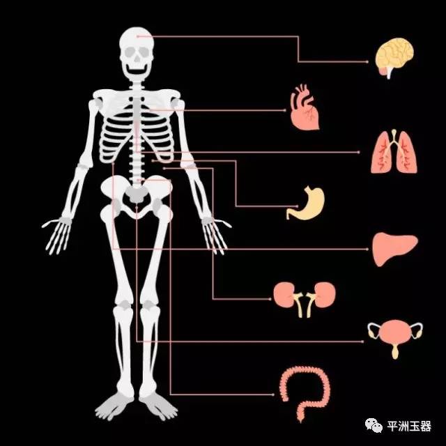 人體器官衰老時間表看看你的器官都還好嗎