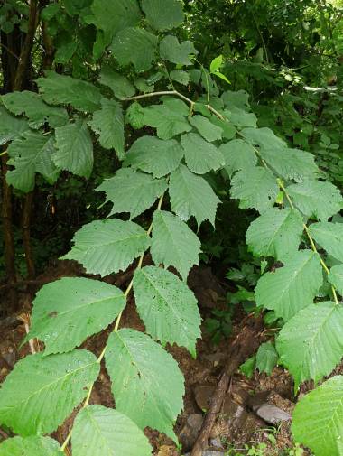 胡桃科核桃楸益母草 野大豆衛矛科衛矛種子青山植物認知全部課程到此