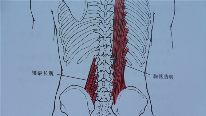 骶髂肌群松解的肌肉能量技术met:髂腰肌的治疗部位和扳机点