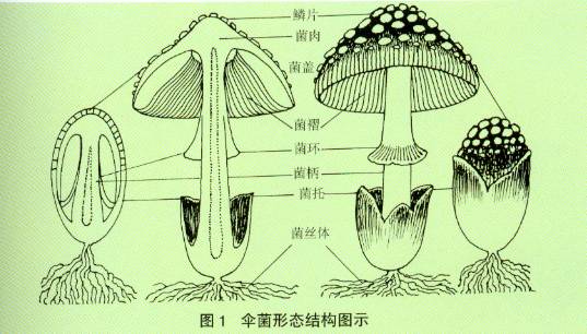 平菇形态结构简图图片