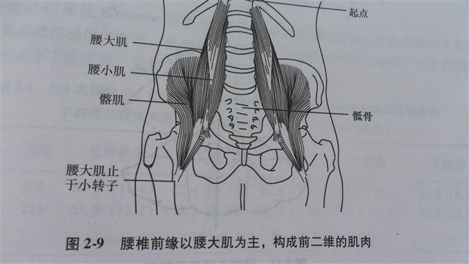 髂腰肌治療讀書文摘