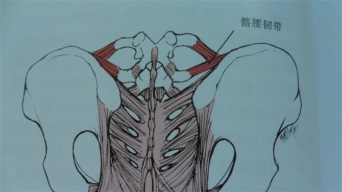 髂腰肌治療讀書文摘