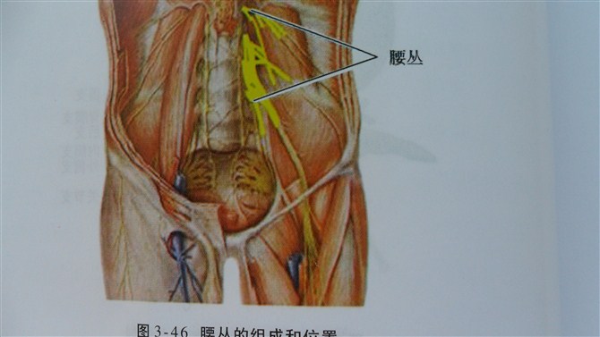 髂腰肌治療讀書文摘