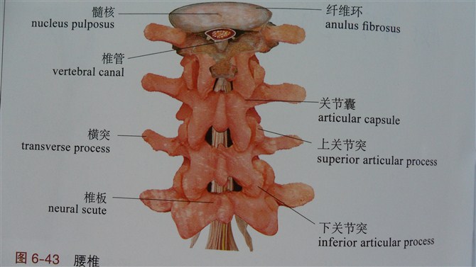 腰間盤突出ldp三刀法:骶髂肌群鬆解的肌肉能量技術met:髂腰肌的治療