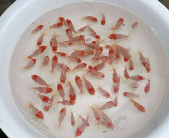 金鱼头瘤白色分泌物图片