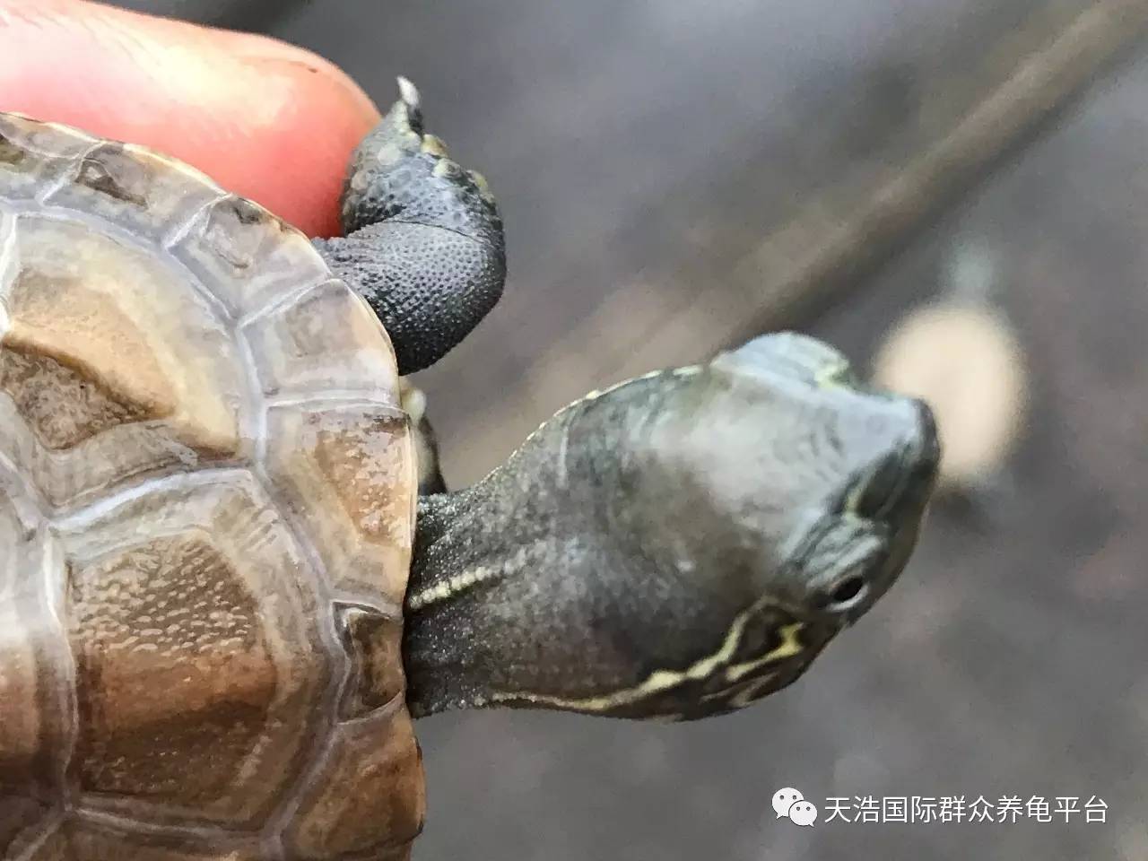 未來三到七年這種龜將讓龜農增值3倍的收益2017農業養殖改革創新秘籍