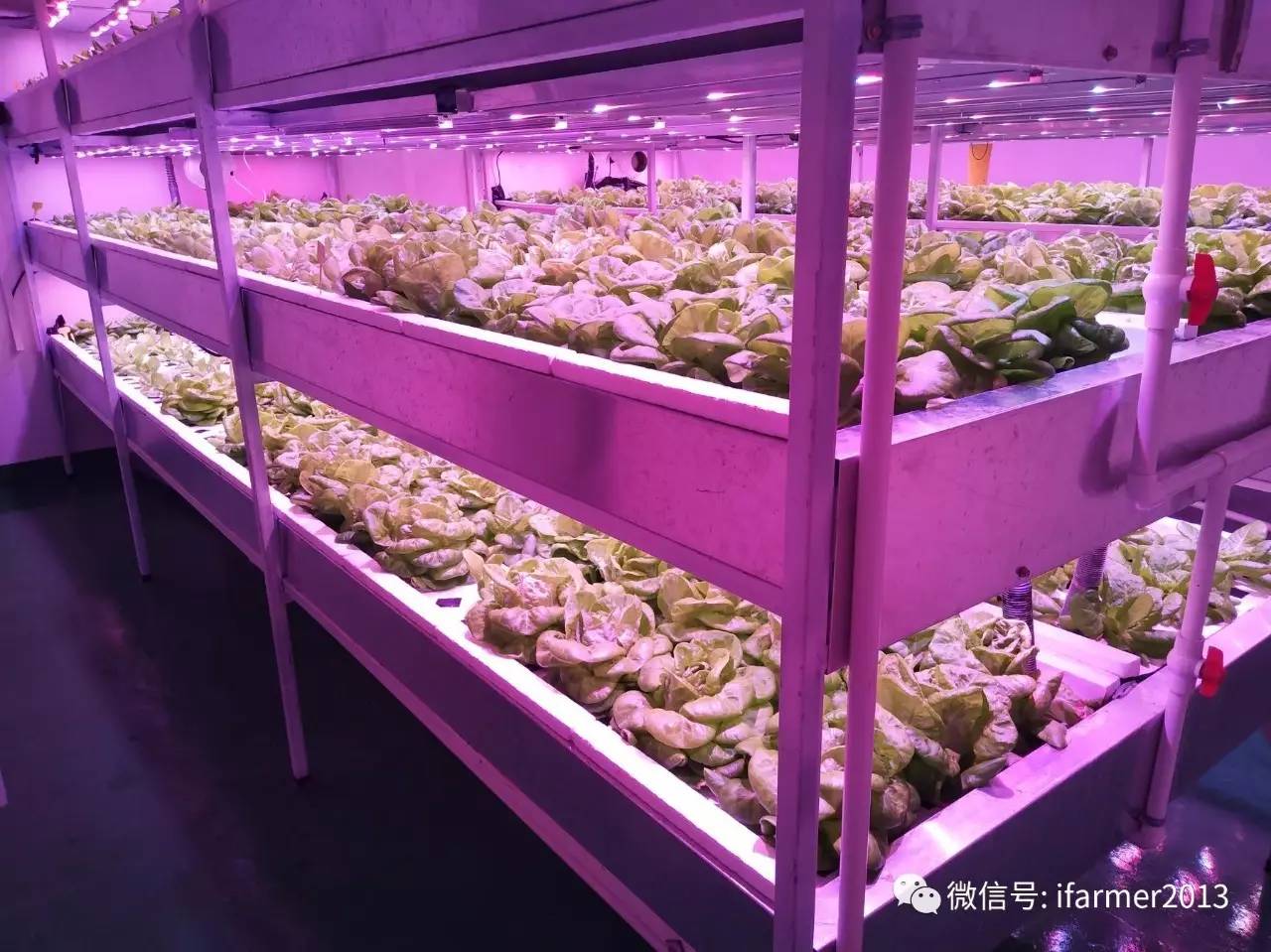 植物工廠給水培蔬菜一個舒適的家